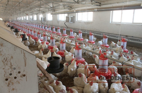 桶式計(jì)量公雞料盤(pán)